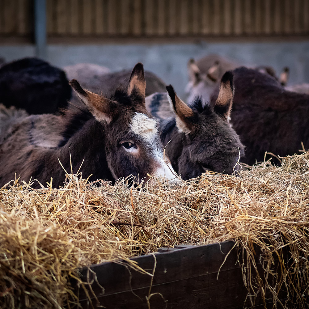 The Donkey Sanctuary