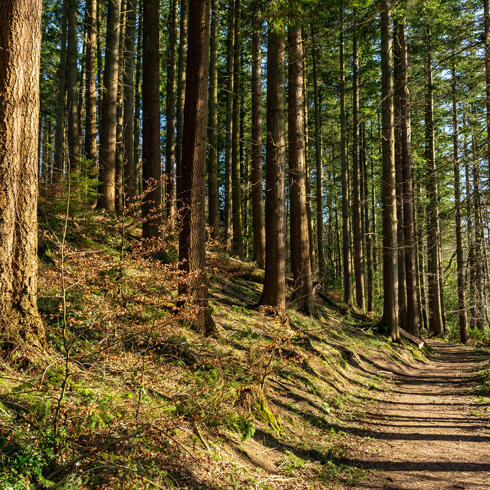 Haldon Forest Park