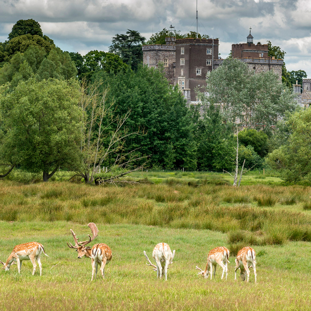 Powderham Castle